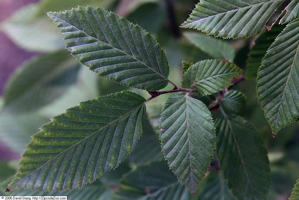 Fastigiata (syn. Pyramidalis)