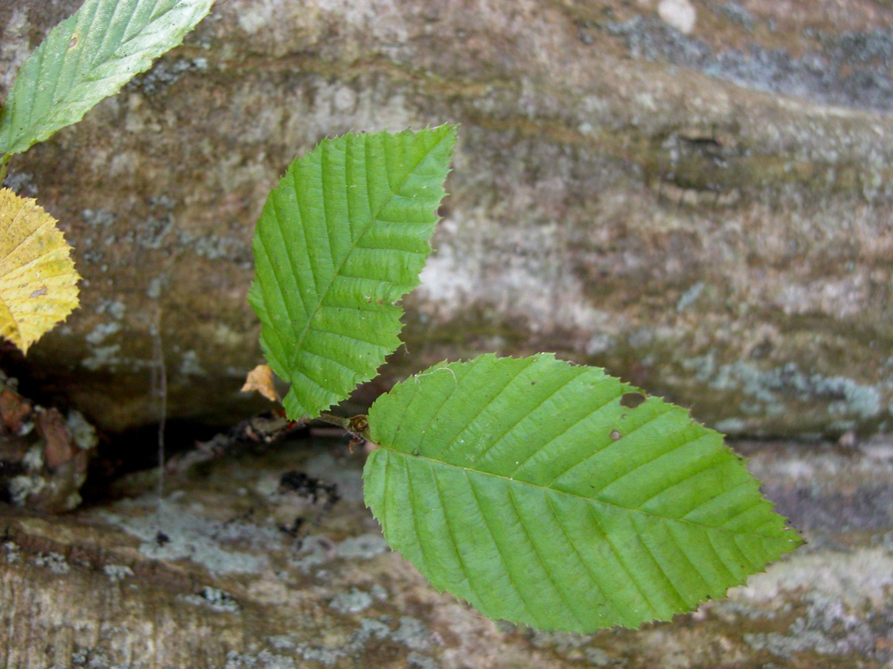 Common hornbeam