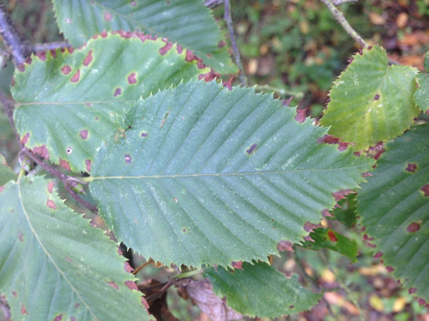 European hop-hornbeam