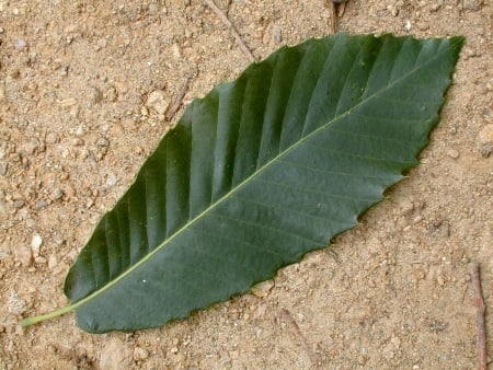 Sweet chestnut