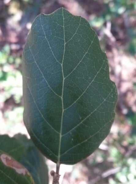 Cork oak