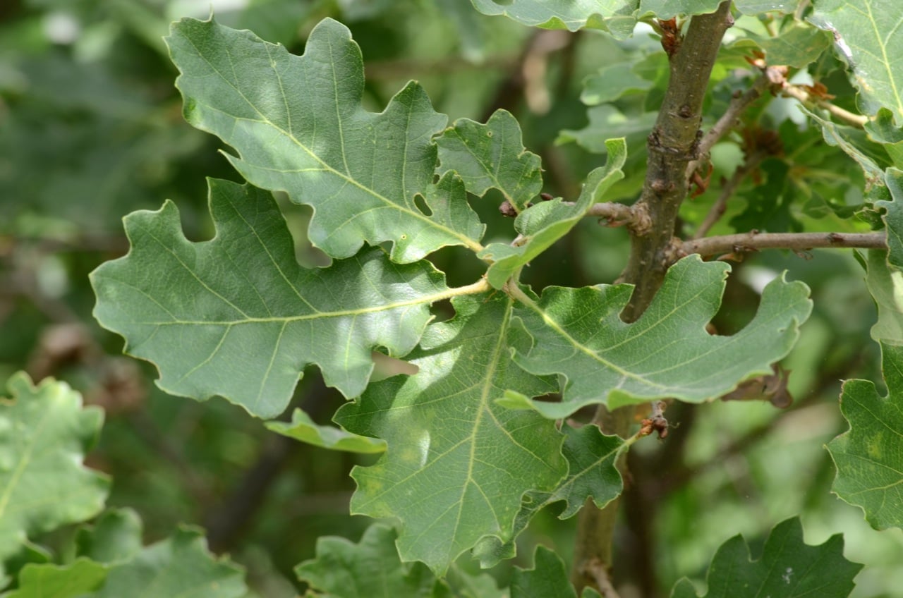 Downy oak