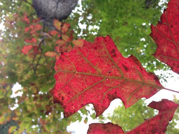 Northern red oak