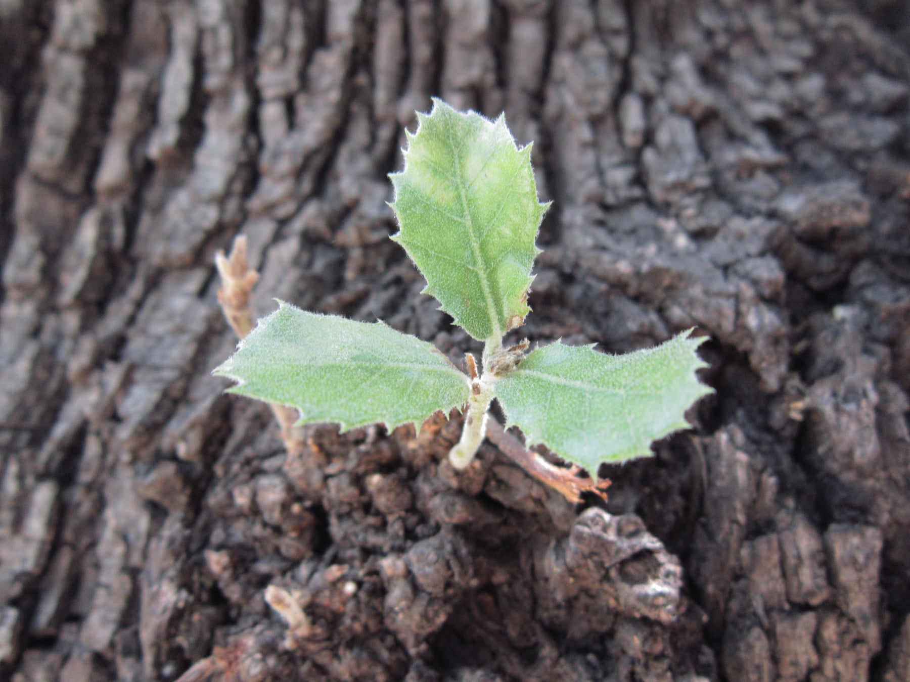 Holm oak