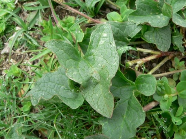 Good King Henry