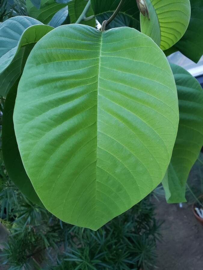 Cherimoya