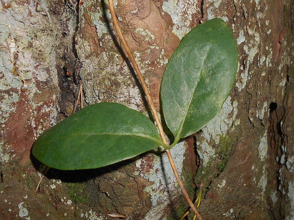 Common honeysuckle