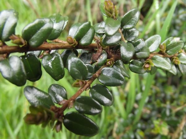 Box honeysuckle