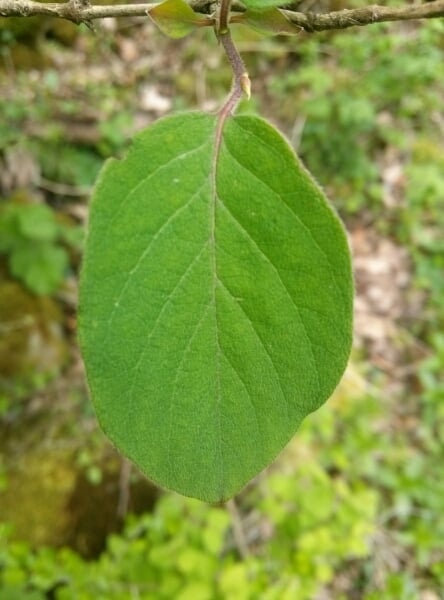 Fly honeysuckle