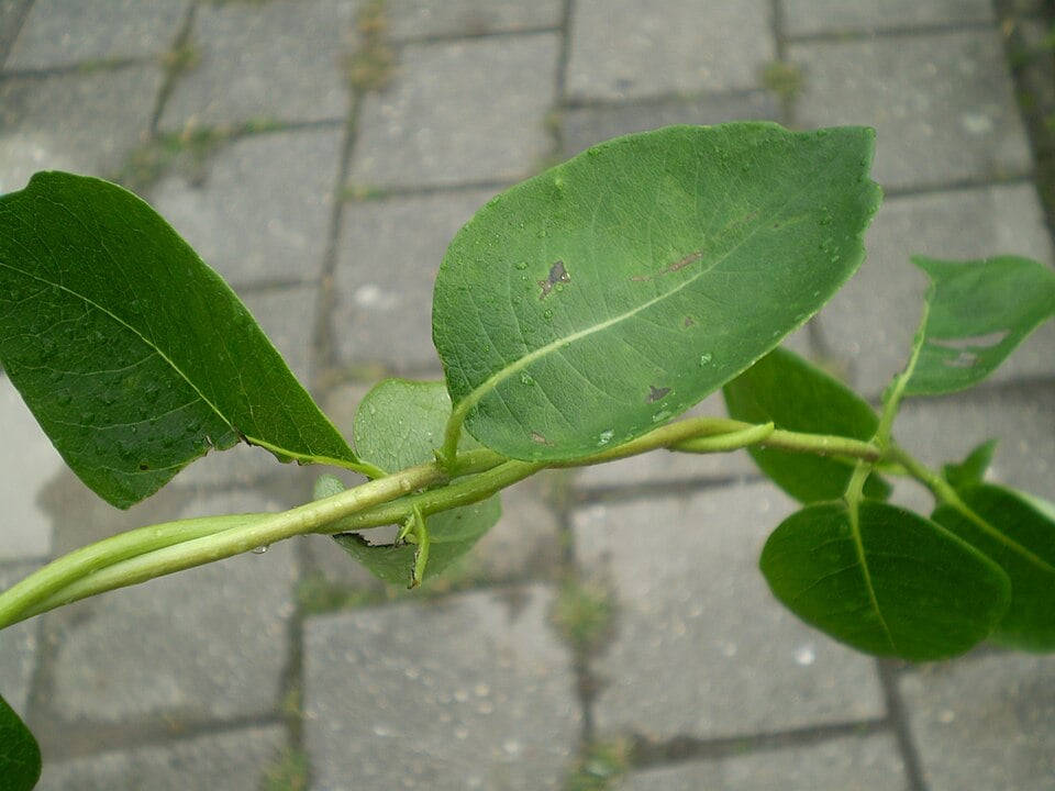 Japanese honeysuckle