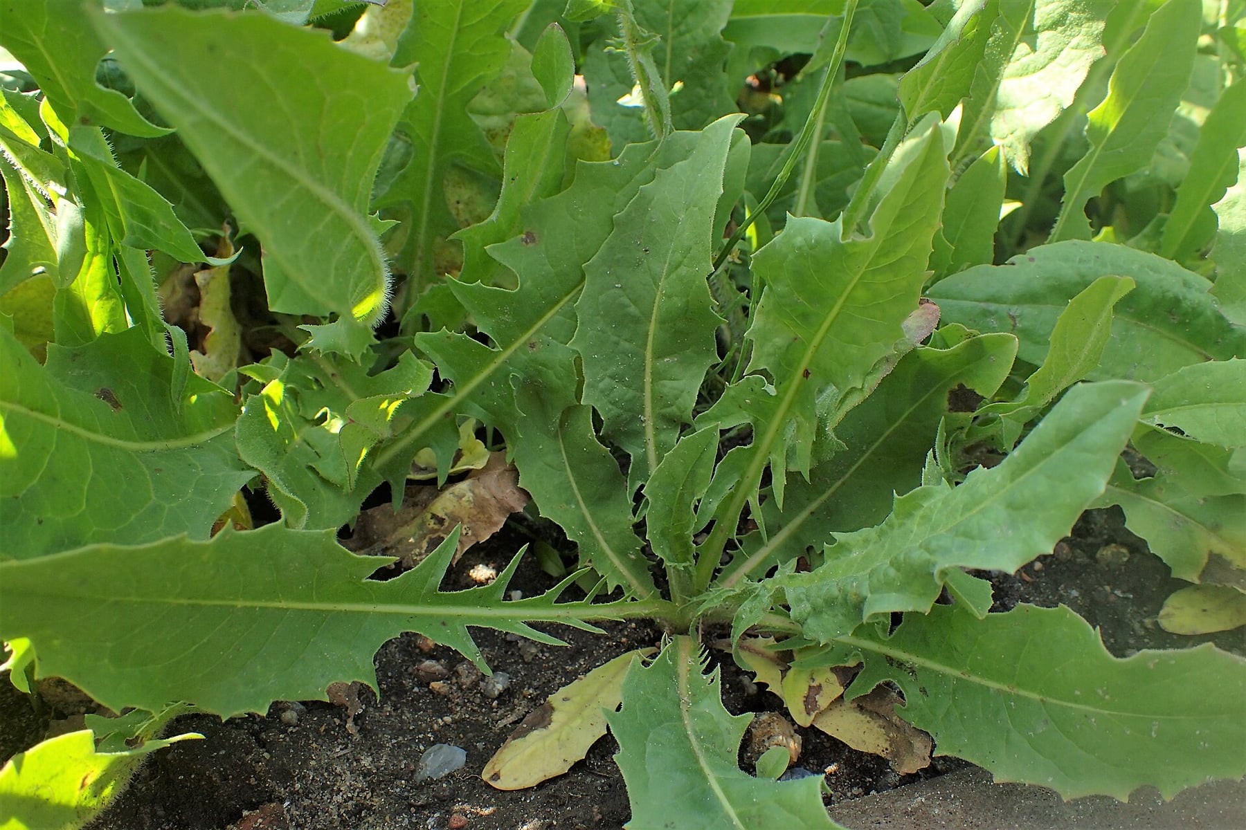Chicory