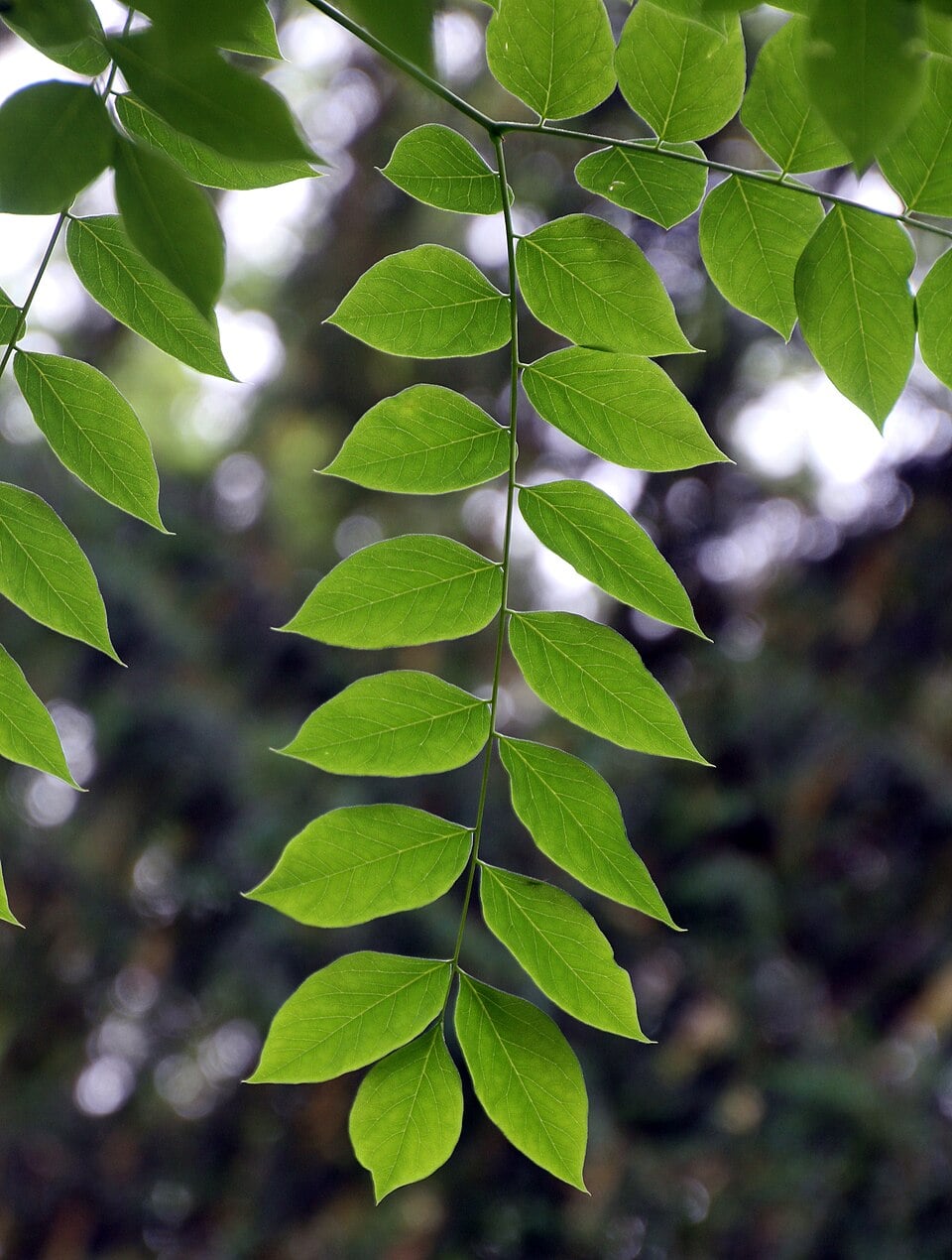 Kentucky coffee tree