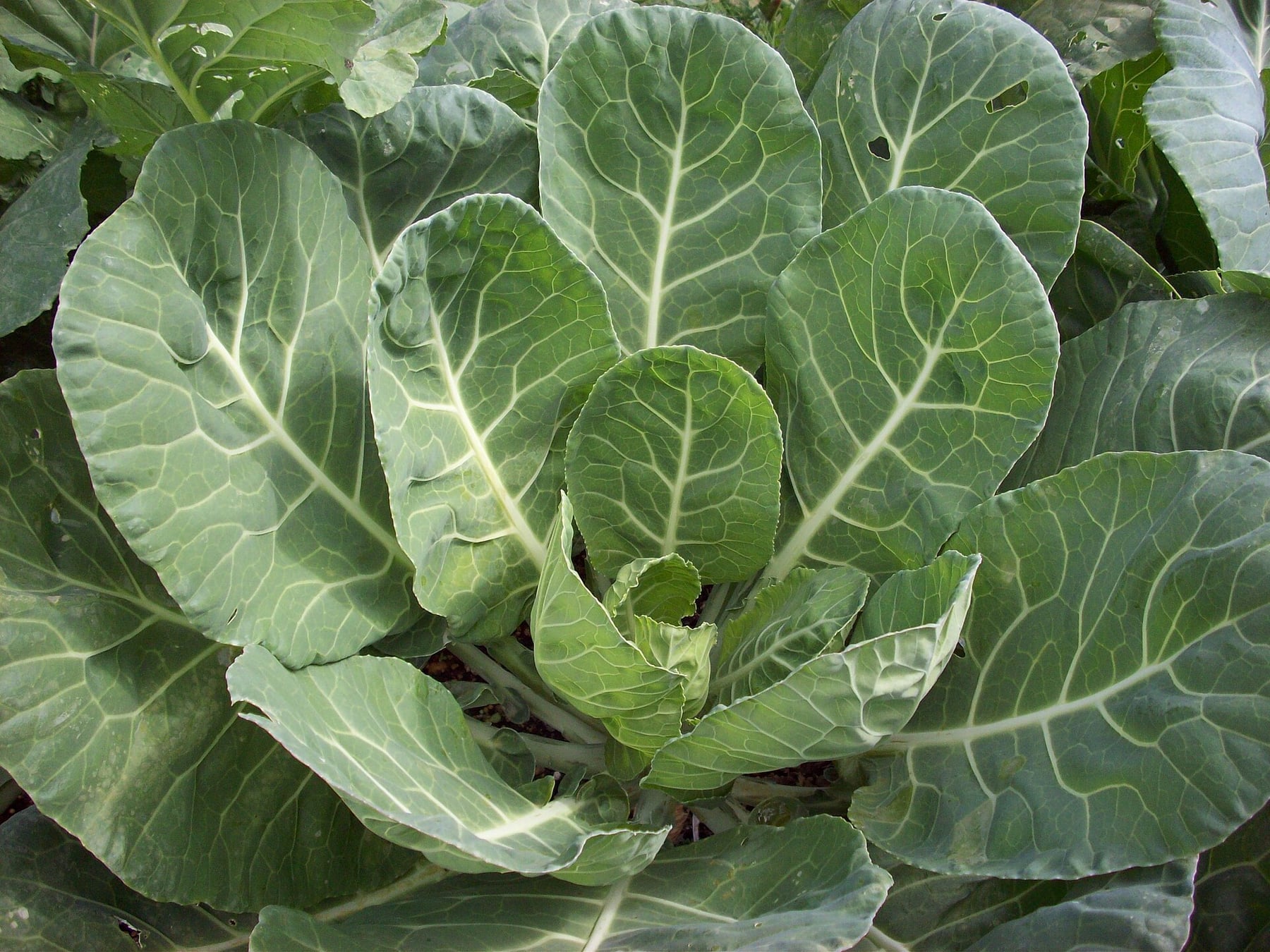 Cabbage