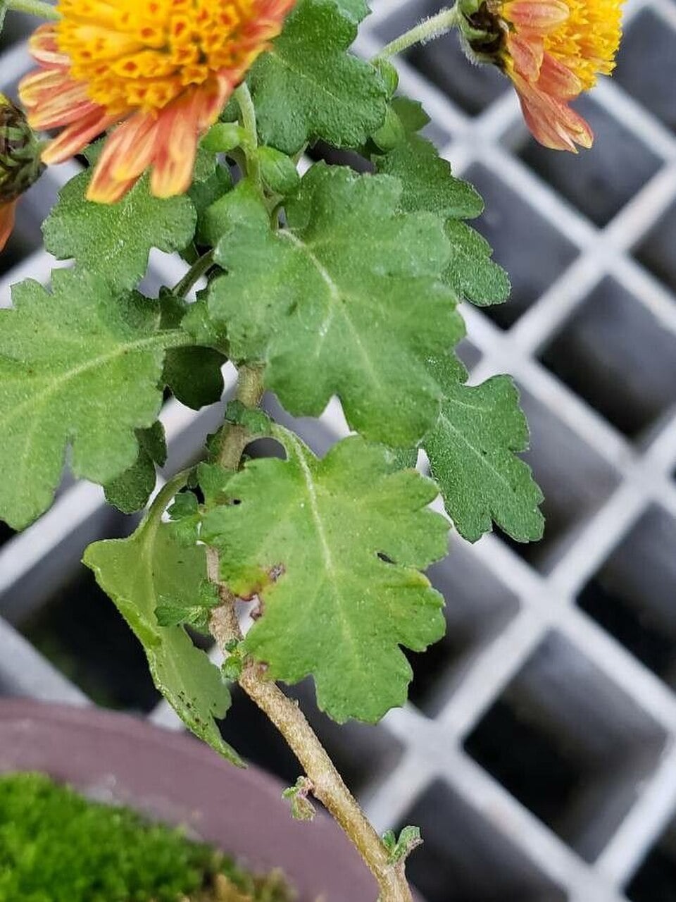 Chrysanthemum