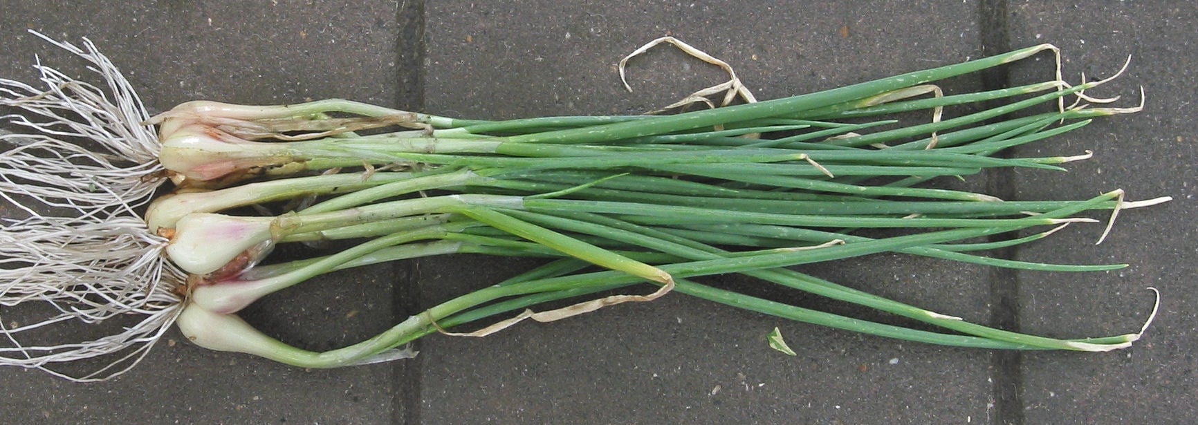 Welsh onion