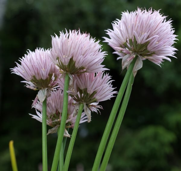 Chives