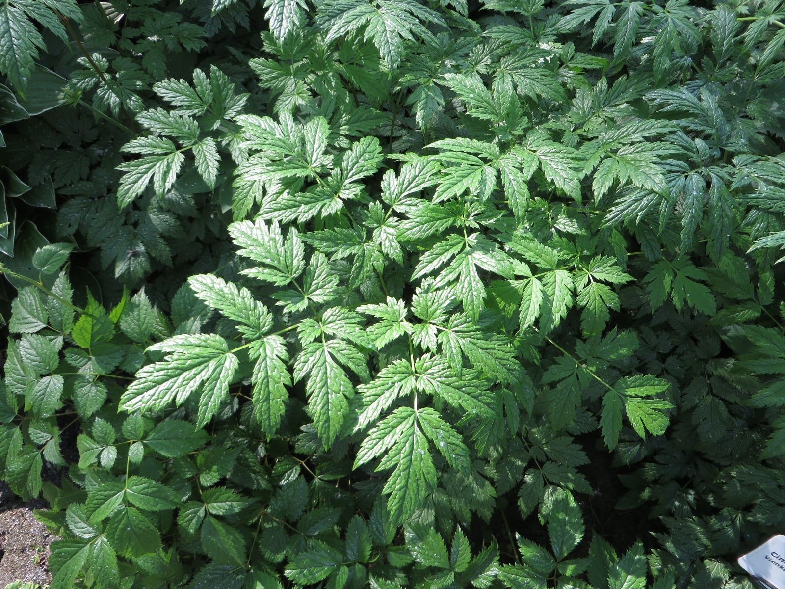 Kamchatka bugbane