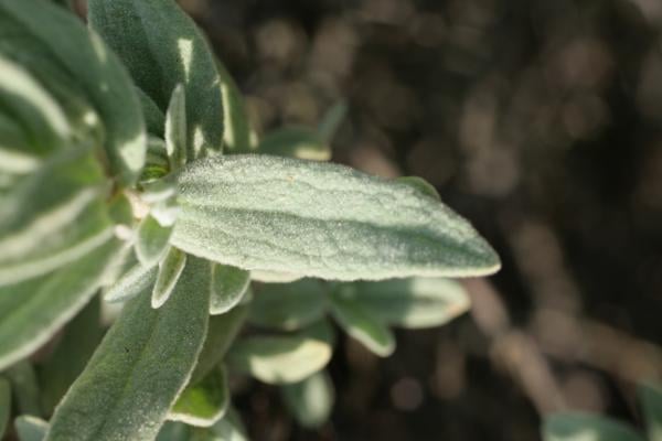 Grey-leaved cistus