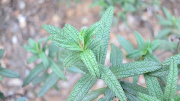 Montpelier cistus