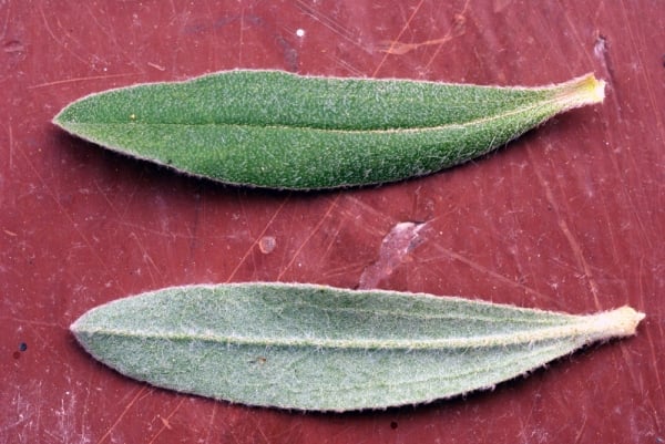 Halimium halimifolium