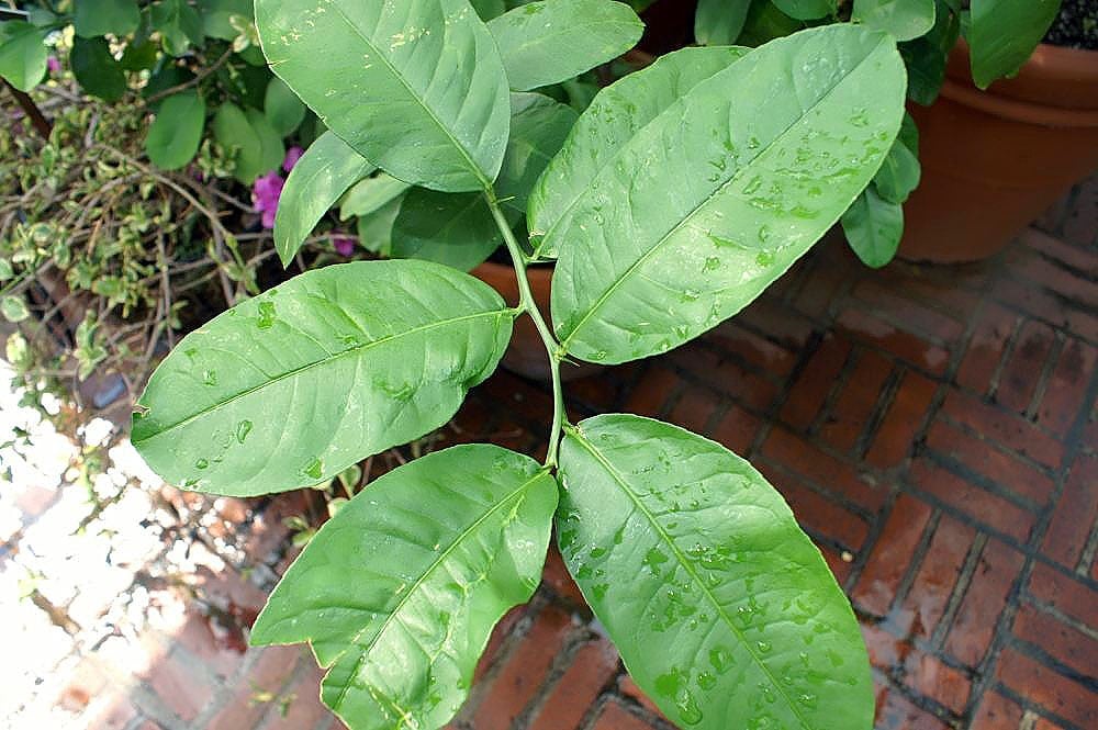 Citronnier