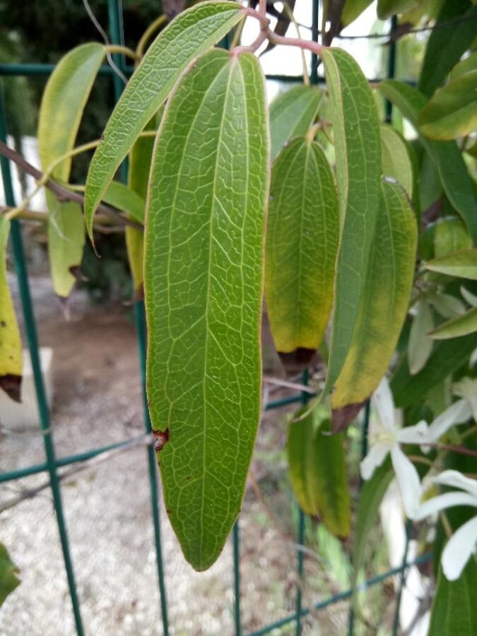 Armand clematis
