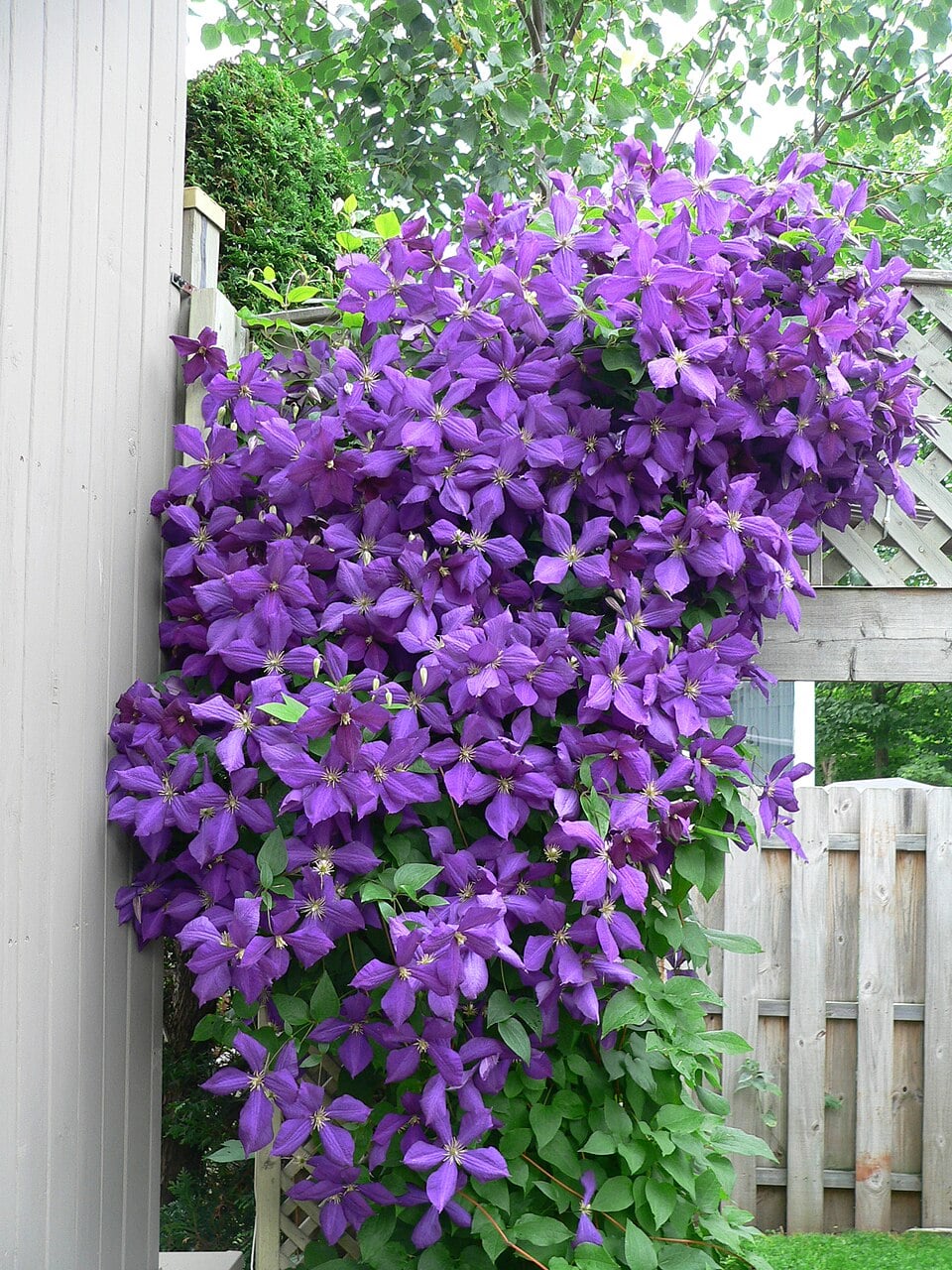 Jackman's clematis