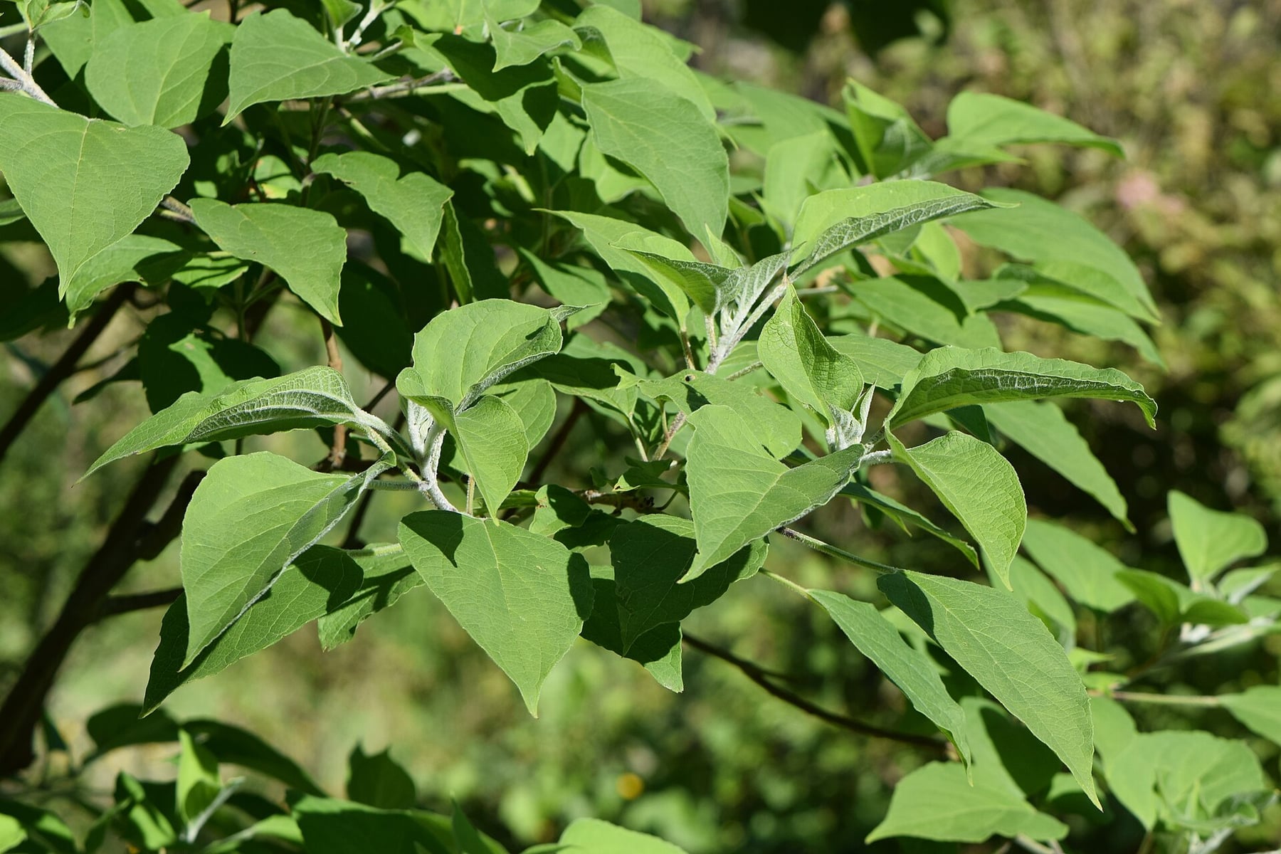 Harlequin glorybower