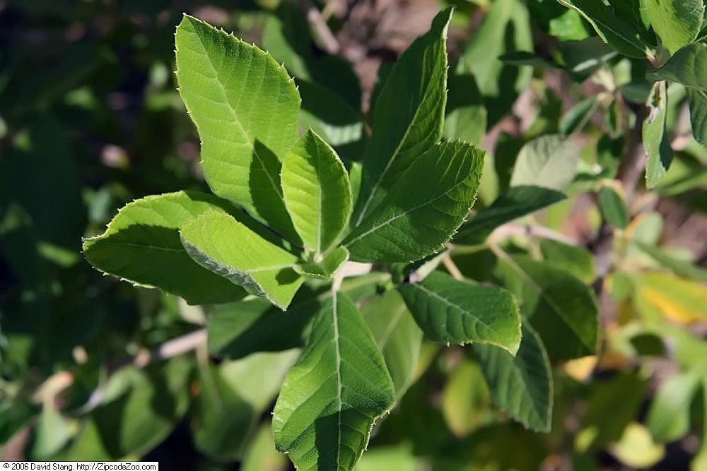 Sweet pepperbush