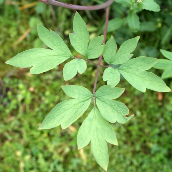 Bleeding heart