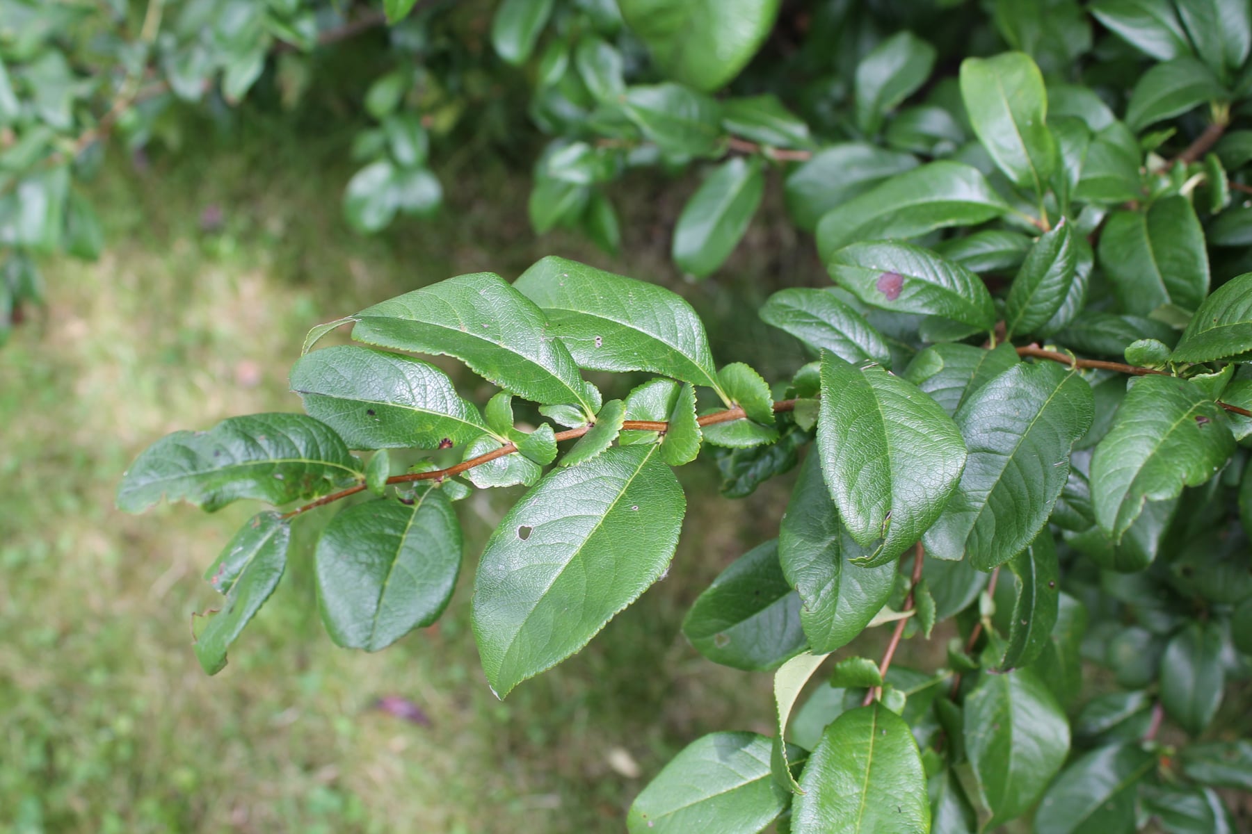 Japanese quince