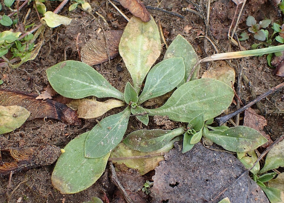 White campion