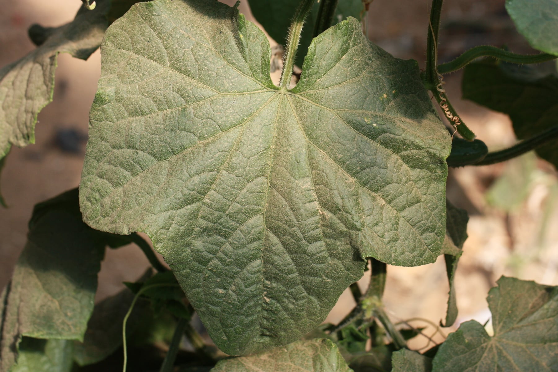 Cucumber