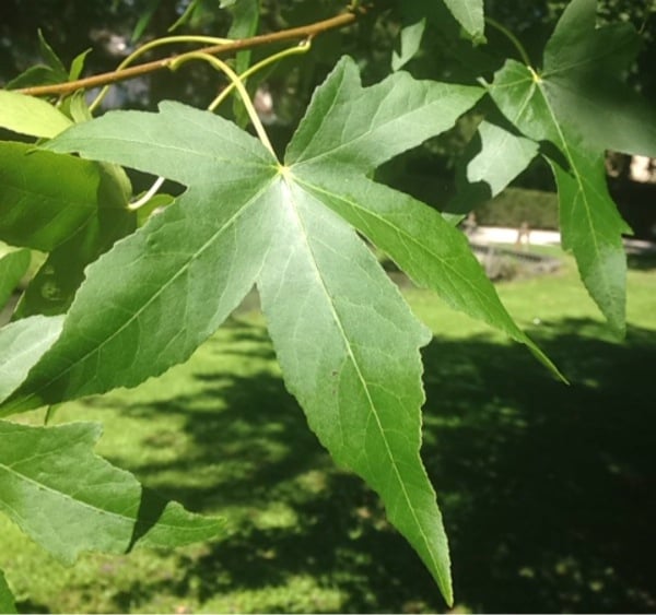 Sweet gum