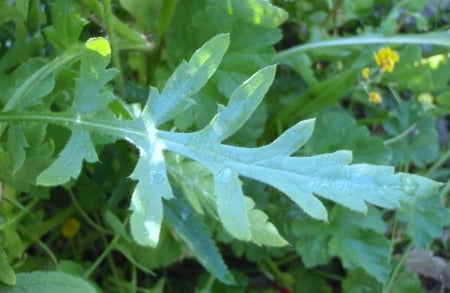 Corn poppy