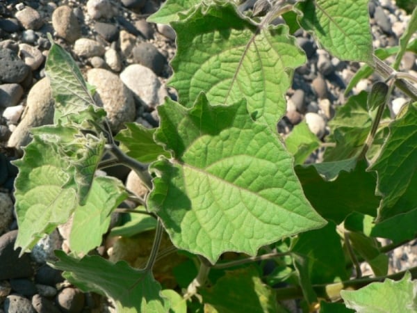 Cape gooseberry