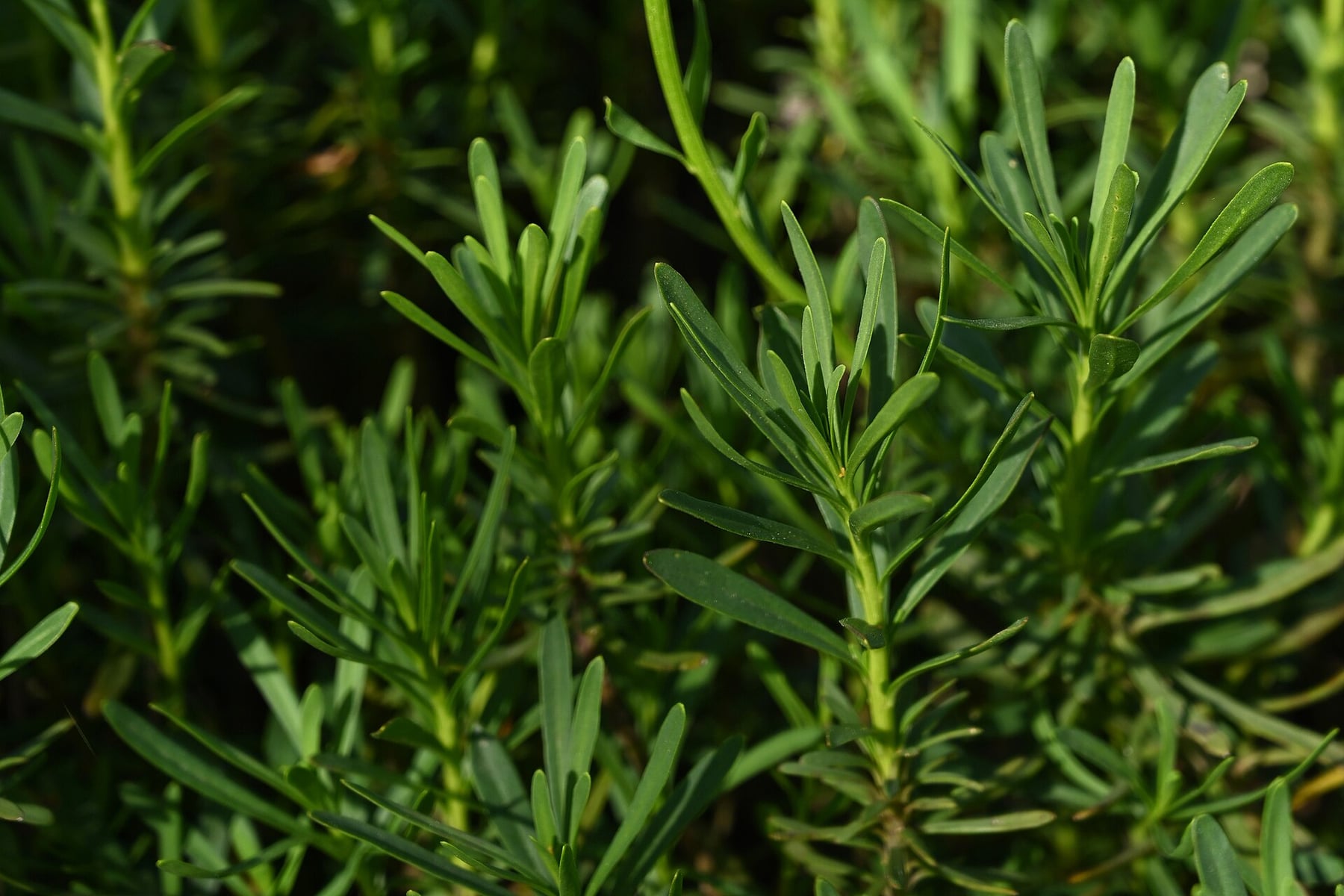 Evergreen candytuft