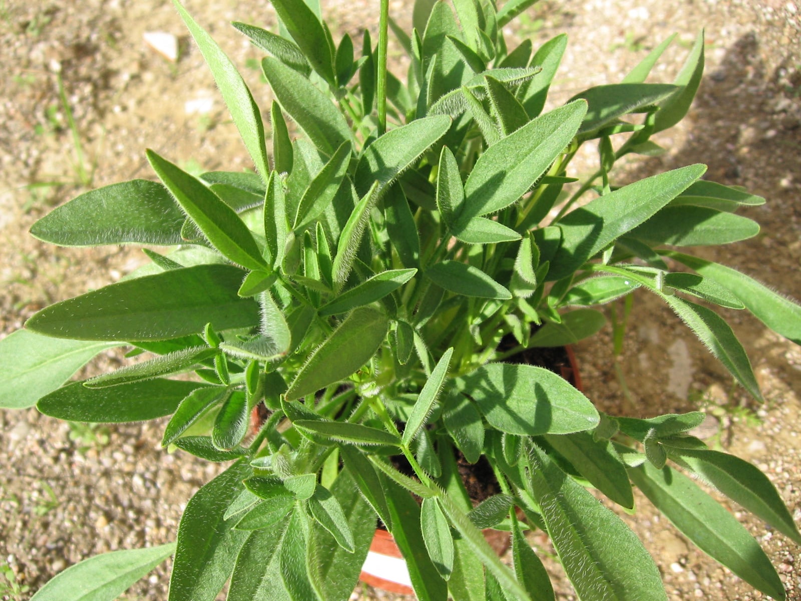 Large-flowered tickseed