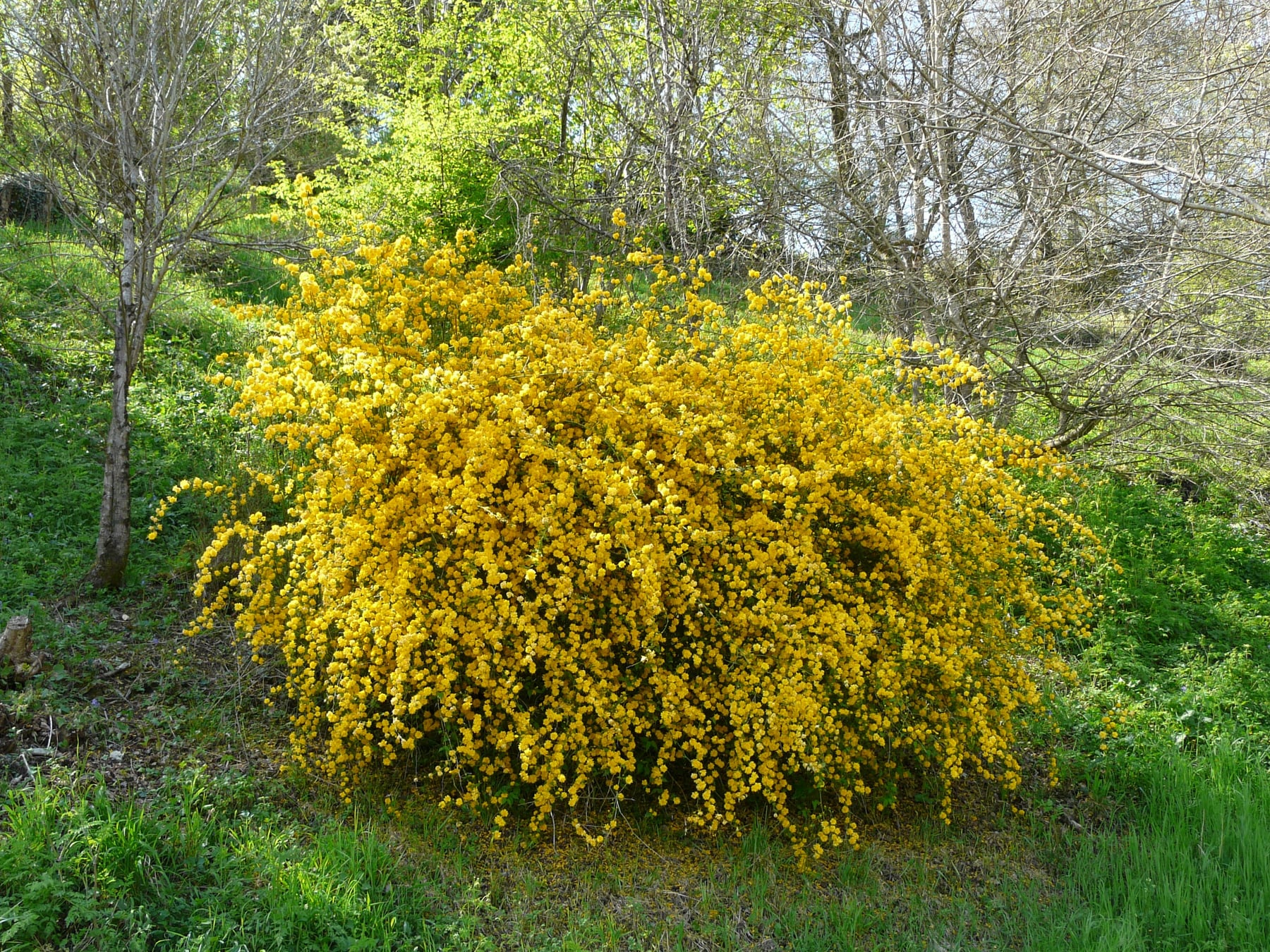 'Pleniflora'