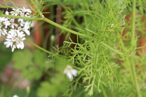 Coriander