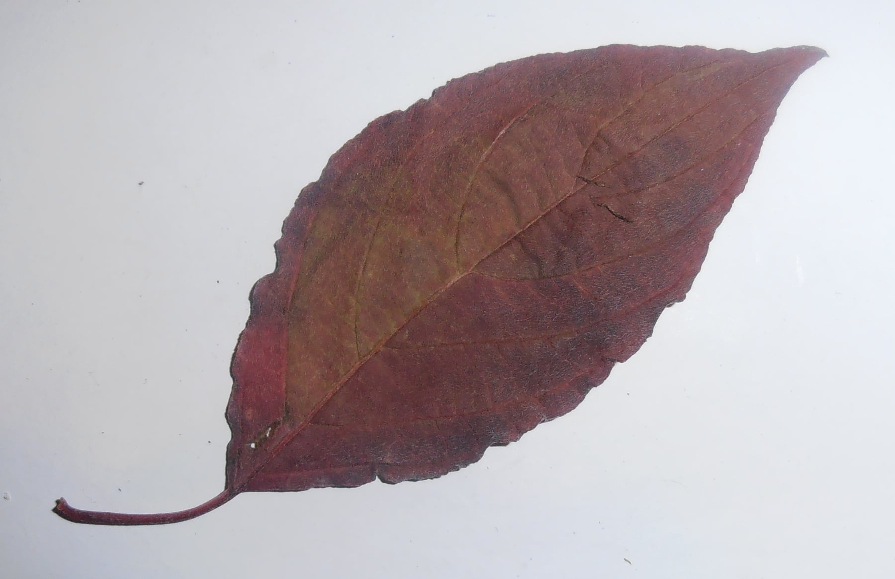 Sibirica