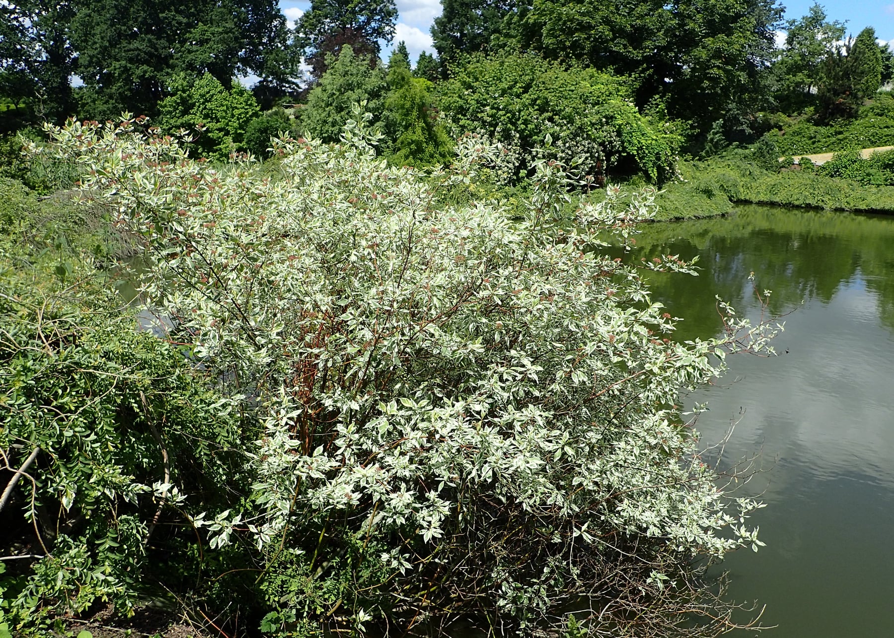 Elegantissima