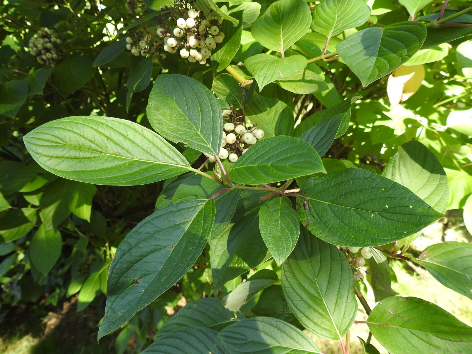 Tatarian dogwood