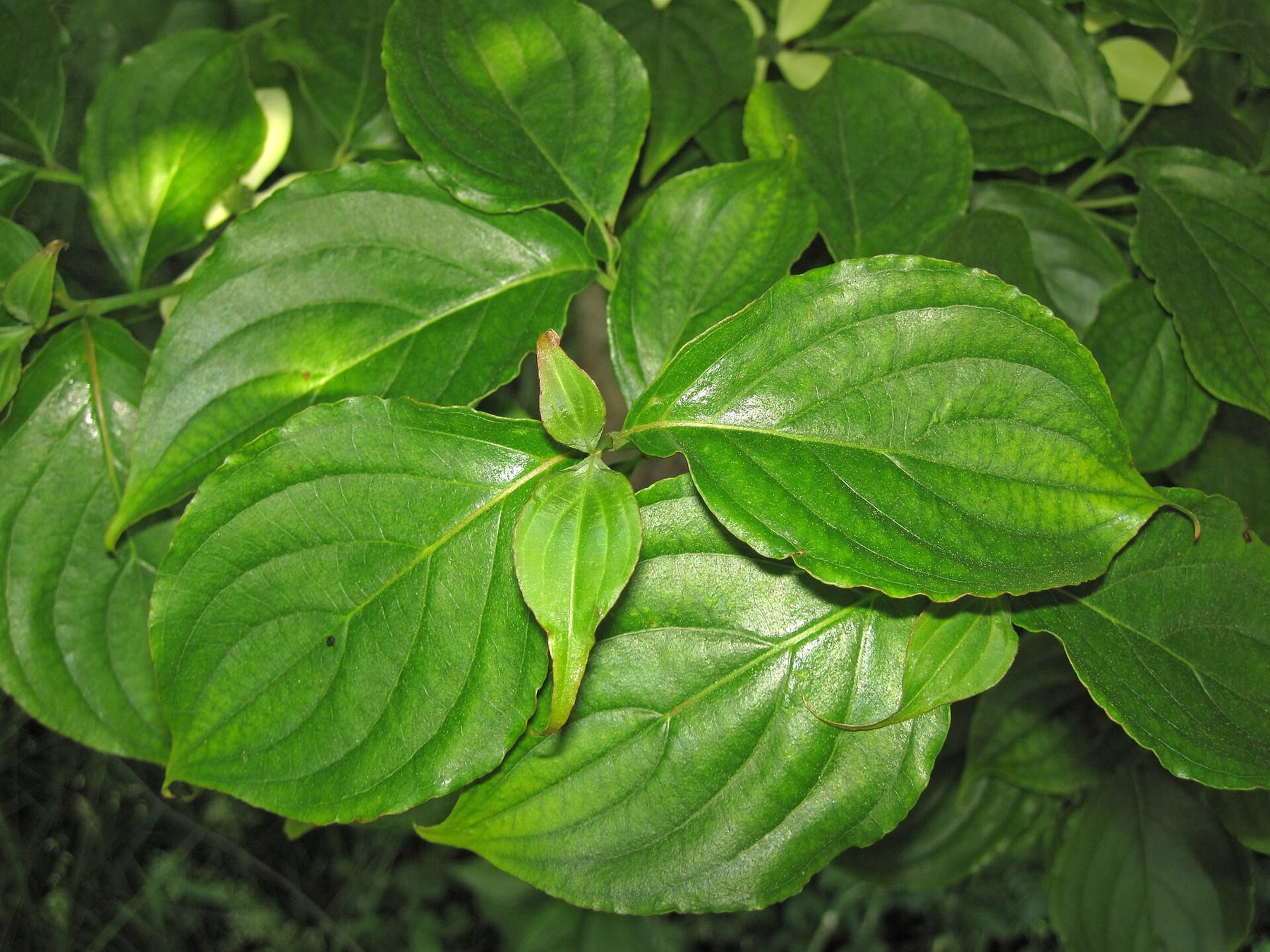 Kousa dogwood