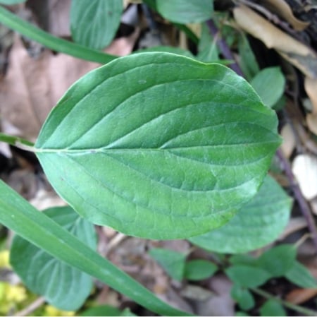 Common dogwood