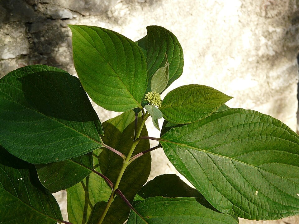 Red osier dogwood