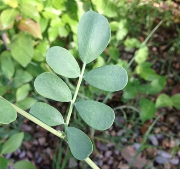 Shrubby scorpion vetch