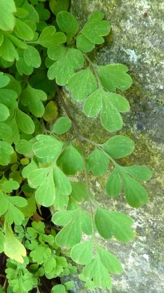 Yellow corydalis