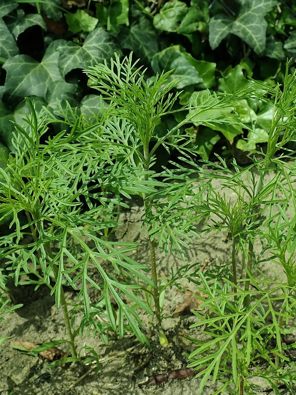 Garden cosmos
