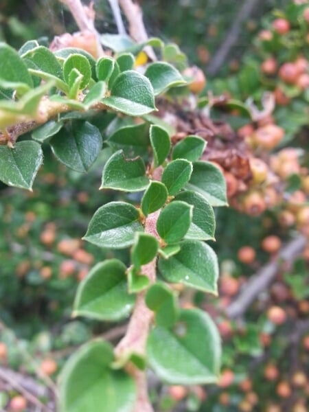 Wall cotoneaster